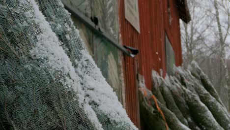 árboles de navidad nevados contra la pared en la granja tradicional de árboles de navidad