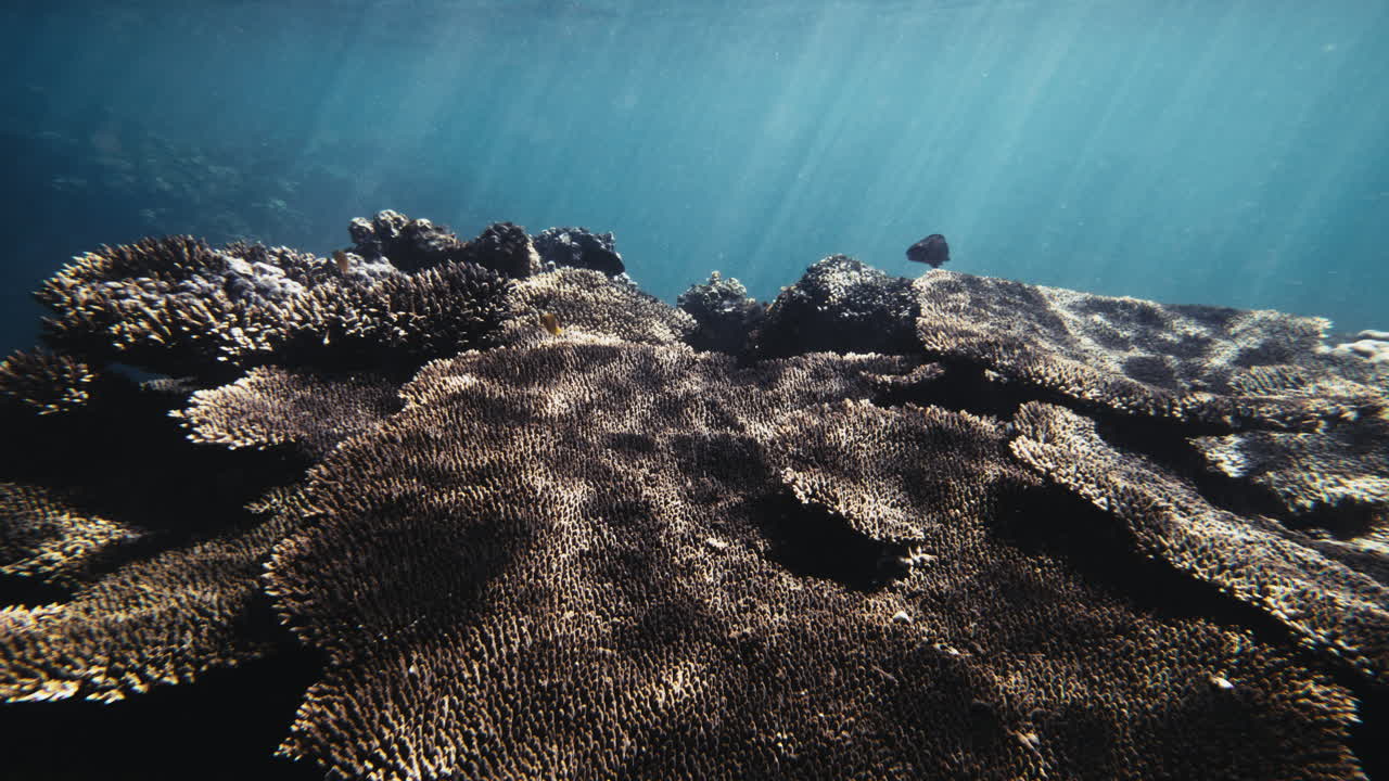 Sun shines through water across stony acropora coral with empty blue water