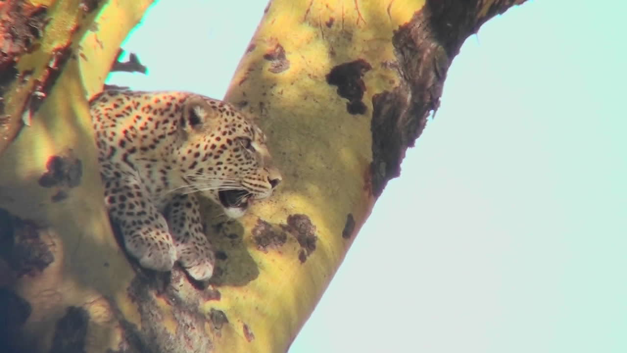 표범이 나무에서 내려다본다