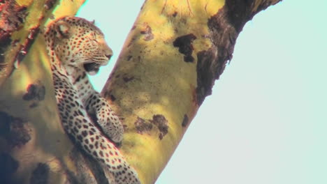 un leopardo mira hacia abajo desde un árbol