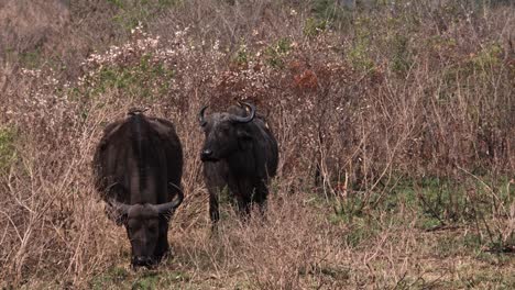 old african buffalo with birds on their backs on the african savanna