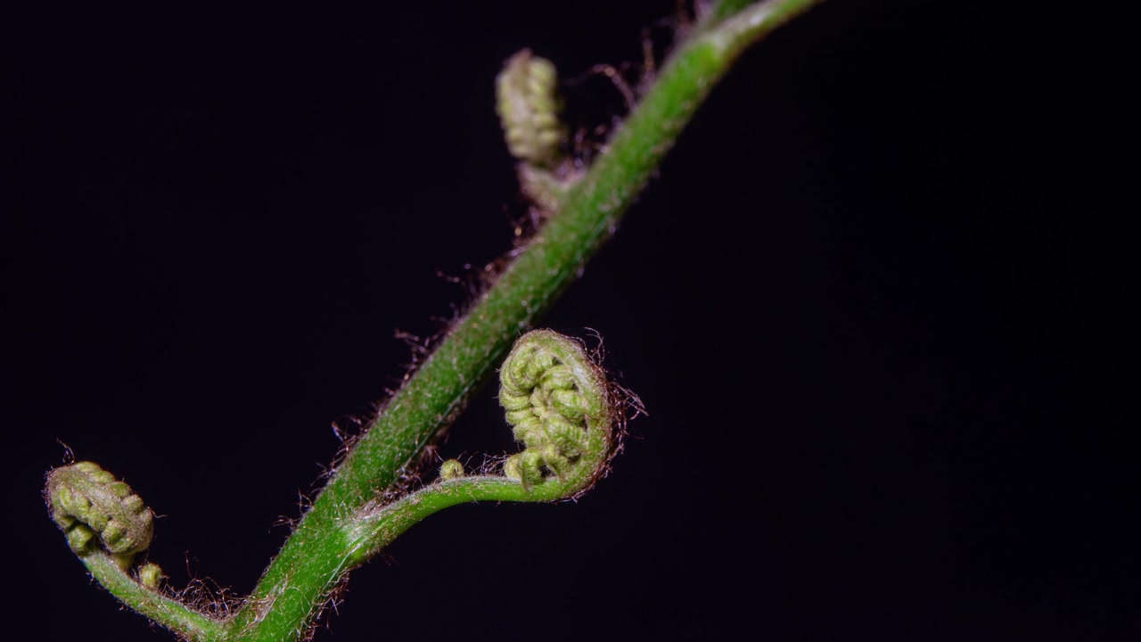 Green fern naturally uncoil springing and twisting into life. Macro close, black background.