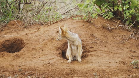 Neugieriger-Schakal,-Der-Am-Eingang-Zu-Seinem-Bau-Im-Krüger-Nationalpark,-Südafrika-Steht---4k