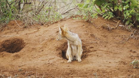 curioso chacal parado a la entrada de su madriguera en el parque nacional kruger, sudáfrica - 4k