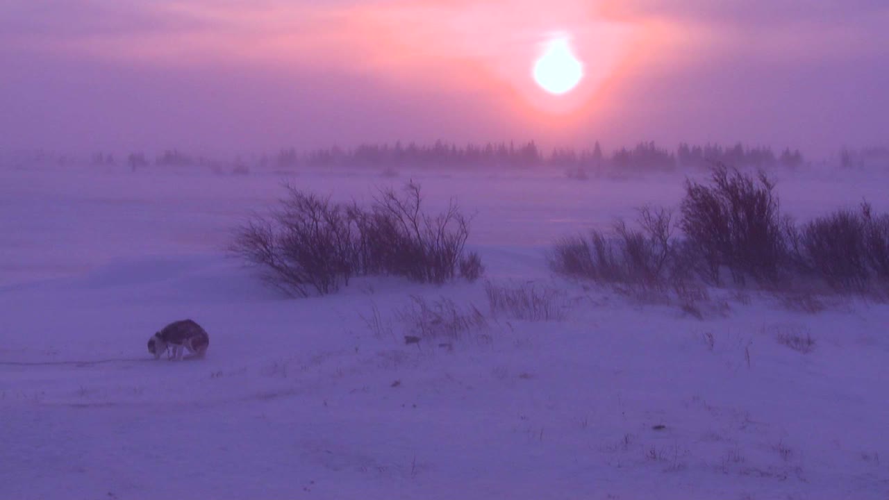 perros husky deambulan por el ártico durante una intensa ventisca 1