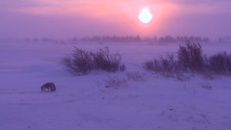 Husky-dogs-wander-in-the-Arctic-during-an-intense-blizzard-1