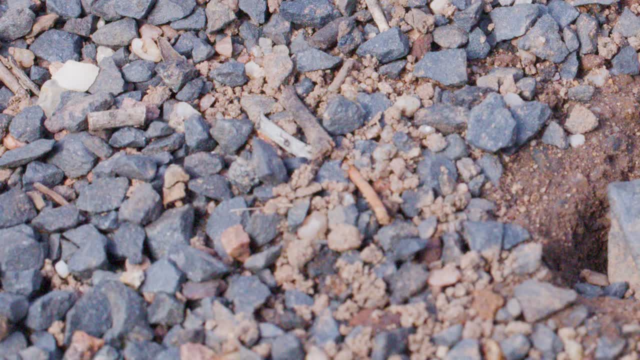 Bull ants actively move around nest entrance among pebbles and soil, natural daylight, static shot