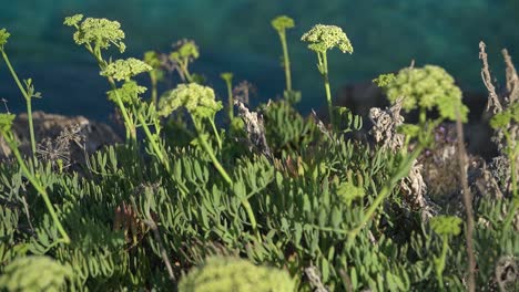 yellow rock samphire growing wild on seascape