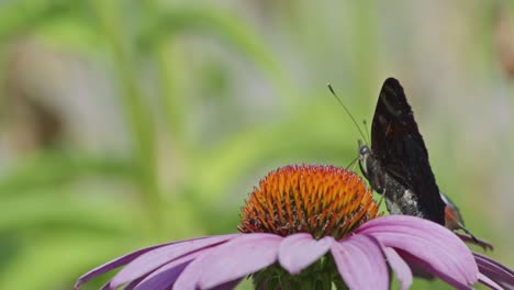 Super-Primer-Plano-De-Mariposa-Negra-Hundiendo-Sus-Antenas-En-El-Ovario-De-Una-Flor-Morada-Y-Naranja