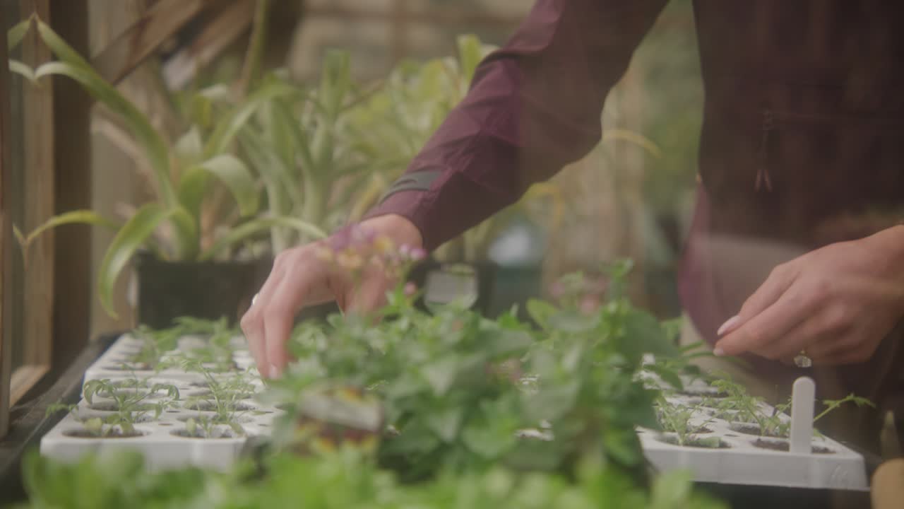 manos plantando plántulas en el invernadero