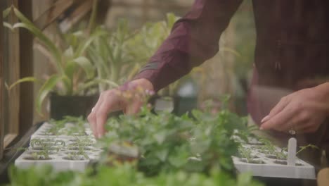 hands planting seedlings in greenhouse