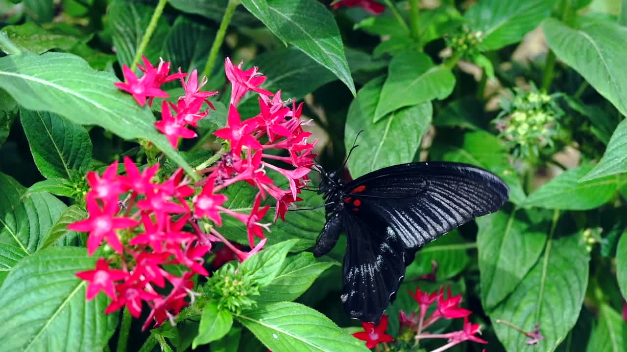 mariposa come néctar a cámara lenta