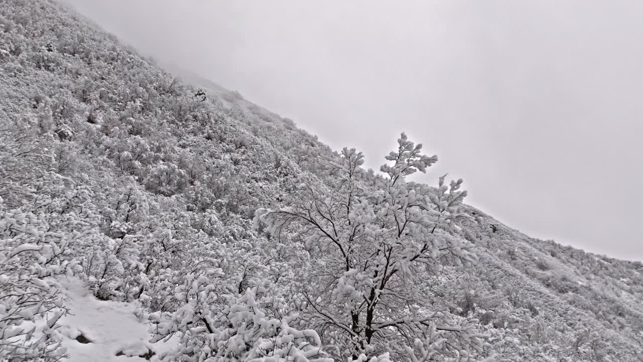 Alberi e arbusti coperti di neve sul versante montuoso della valle, un motivo invernale pulito, bianco e omogeneo sotto un cielo grigio.