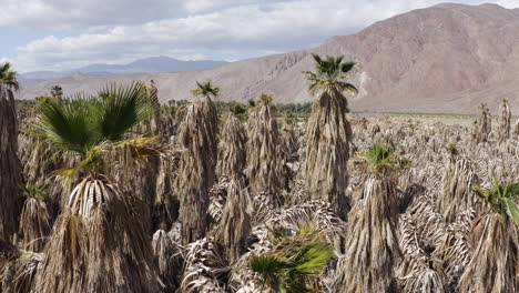 Luftaufnahme-Einer-Palmenfarm-Mit-Trockenen-Palmen,-Badlands-Berge-Im-Hintergrund