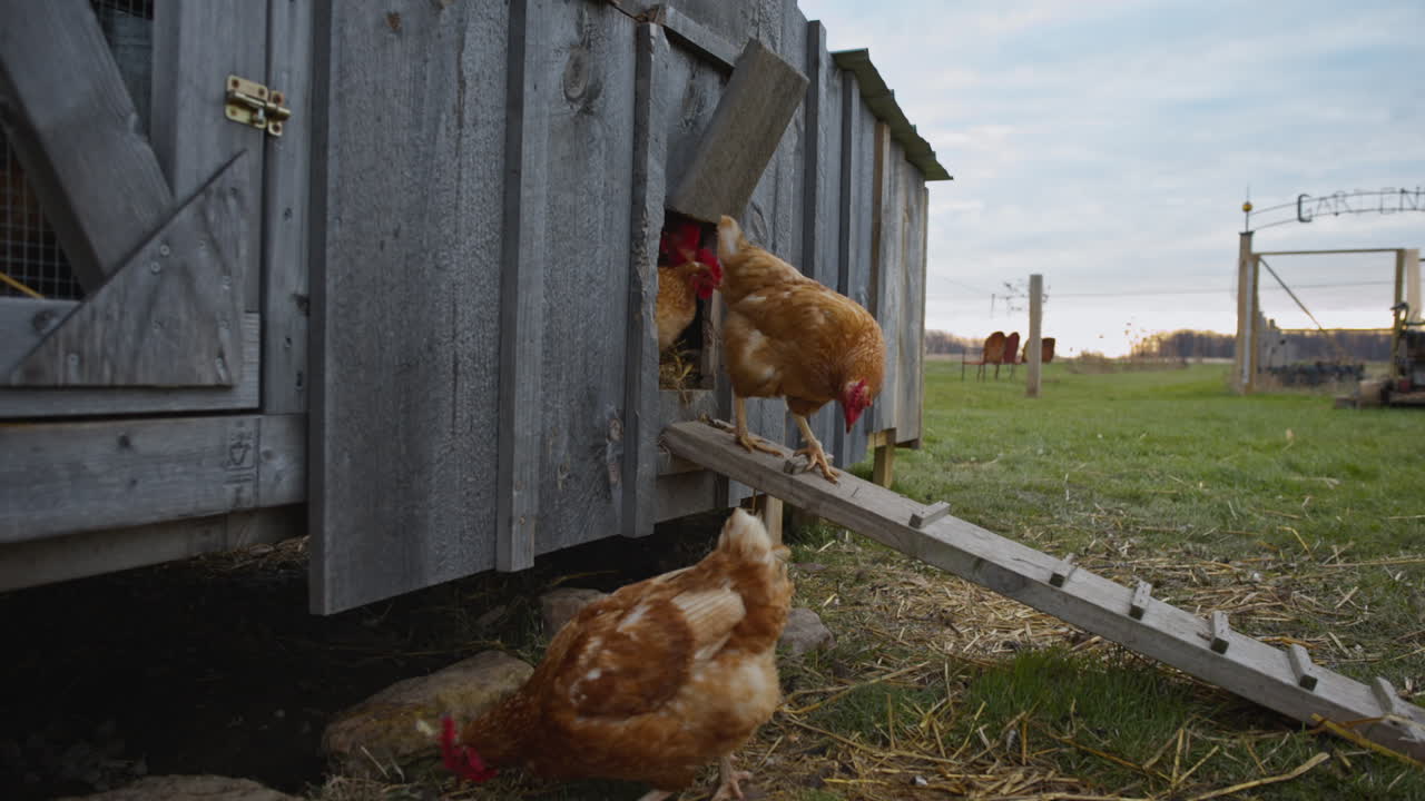 Group of chickens exiting a chicken coop