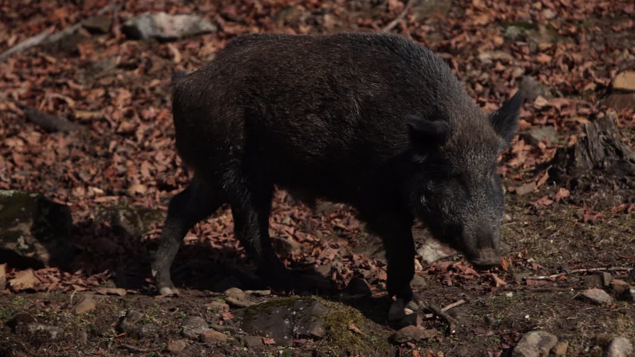 cinghiale che cammina lungo il costone roccioso sole basso contrasto elevato