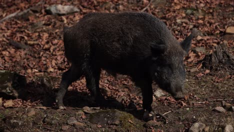 wildschweine, die entlang eines felsigen grats gehen, niedrige sonne, hoher kontrast