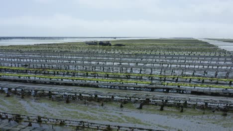 oyster beds during low tide in an oyster farm in brittany, france