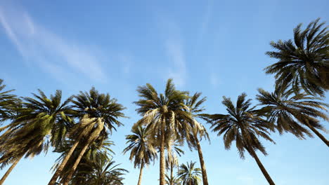 Underside-of-the-coconuts-tree-with-clear-sky-and-shiny-sun