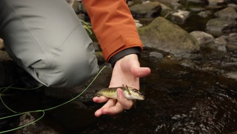 Toma-En-Cámara-Lenta-De-Un-Pescador-Desenganchando-Una-Pequeña-Trucha-Marrón-Y-Soltándola