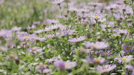 Toma-De-Mano-Sobre-Un-Campo-De-Flores-De-Aster-Púrpura