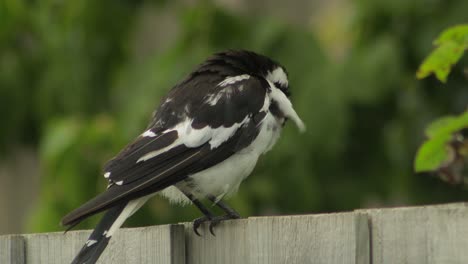 Mudlark-Vogel-Auf-Zaun-Pflege-Reinigung-Seiner-Federn-Australien-Maffra-Gippsland-Victoria-Tagsüber