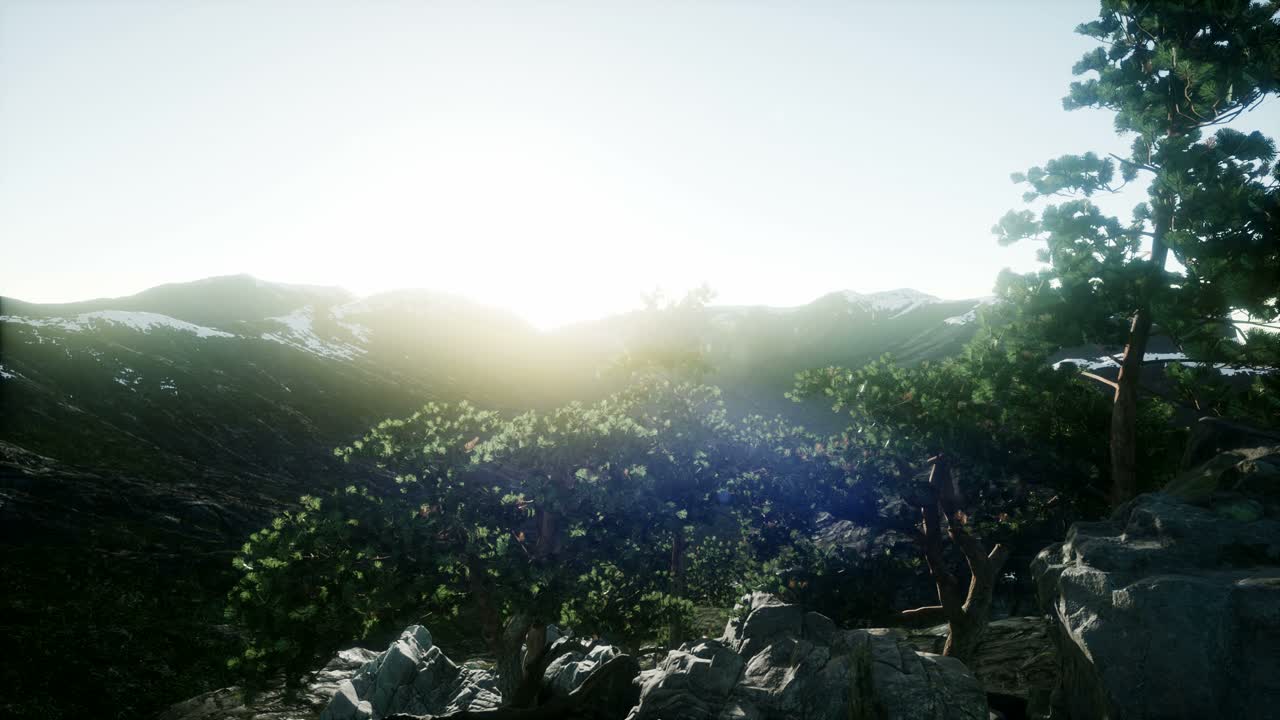 나무들을 가로지르는  ⁇ 빛