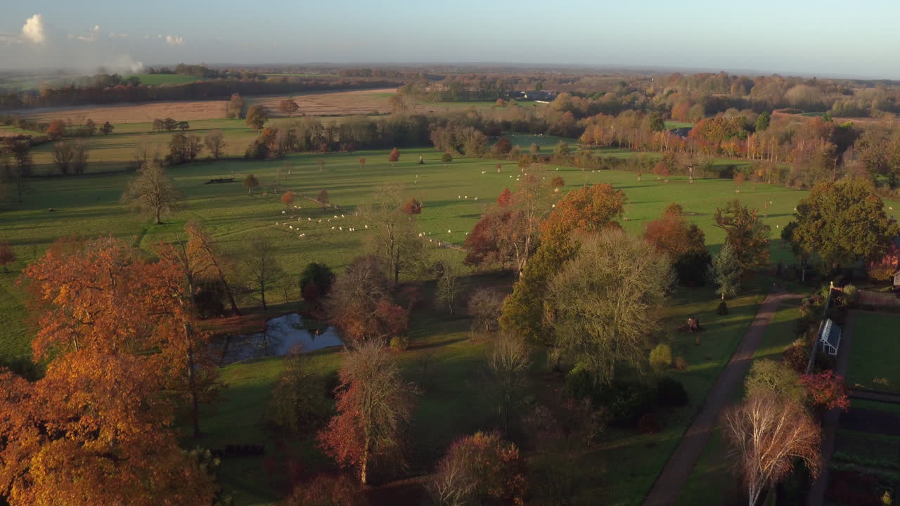 들판에서 풀을 뜯고 있는 양과 함께 가을 나무 위에서 드러난 놀라운 영국 풍경