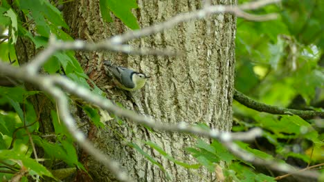 white-breasted nuthatch circling around a large tree trunk