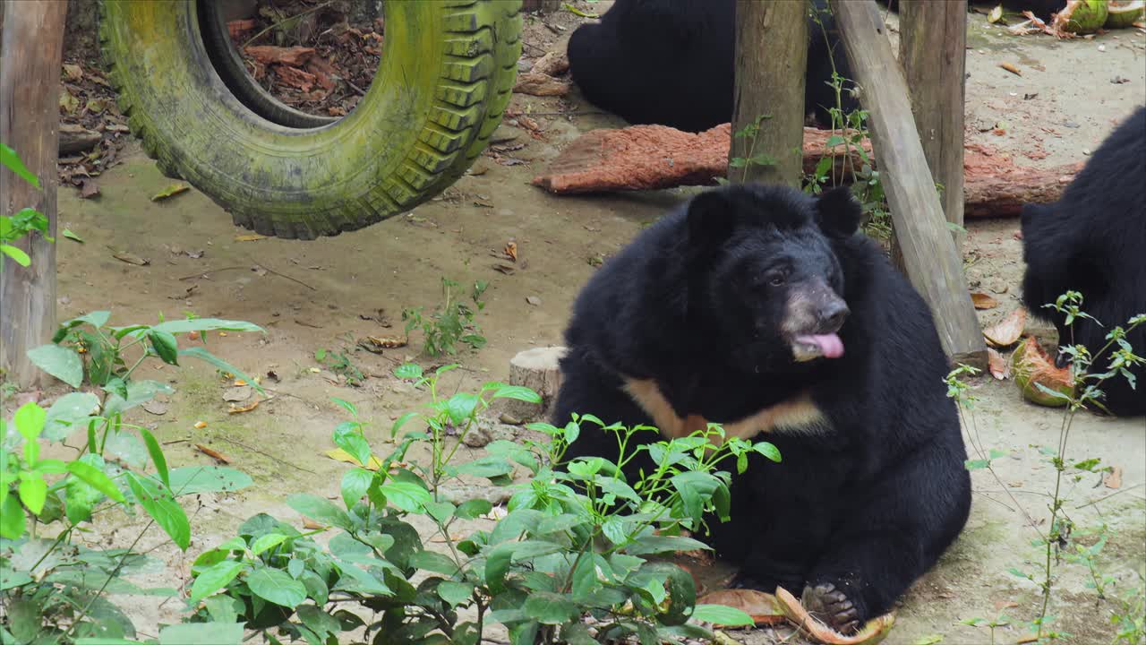 Black bear licking its lips and continues to eat the food