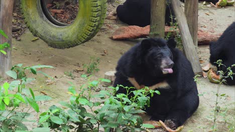 black bear licking its lips and continues to eat the food