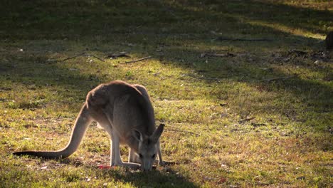 Östliches-Graues-Känguru-Füttert-In-Der-Morgensonne,-Coombabah-Lake-Conservation-Park,-Gold-Coast,-Queensland