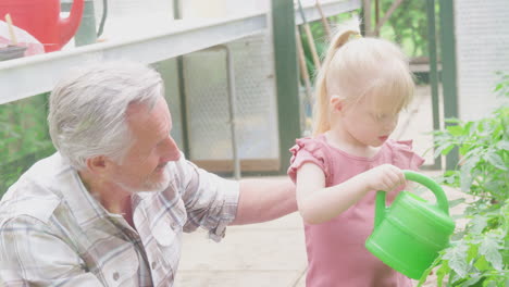 grandfather with granddaughter watering tomato plants in greenhouse with watering can together