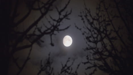 Luna-Gibosa-Menguante-En-El-Cielo-Nocturno-A-Través-De-Ramas-De-árboles-Desnudos