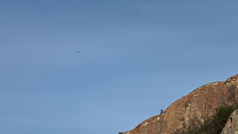 Un-águila-Solitaria-Se-Desliza-Sin-Esfuerzo-A-Través-De-La-Vasta-Extensión-Azul,-Sus-Alas-Capturando-La-Luz-Del-Sol.