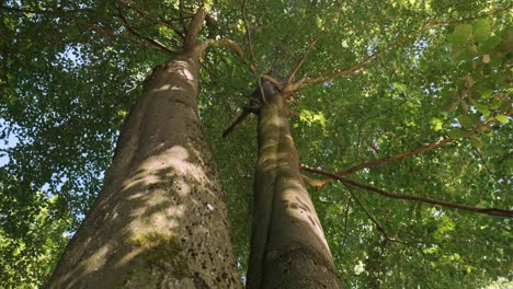 Low-angle-of-green-deciduous-trees-at-sunny-day