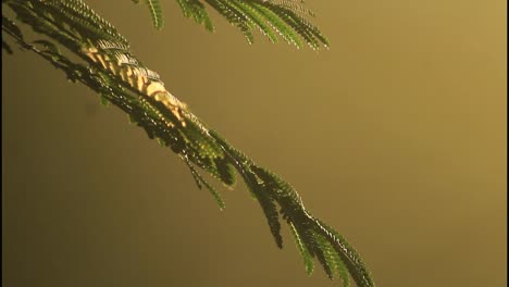 misty morning branch