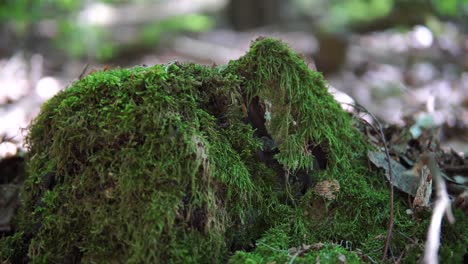 parte de musgo en el bosque