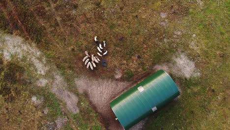 aéreo: volando alto sobre el rebaño de ovejas cerca de la granja verde