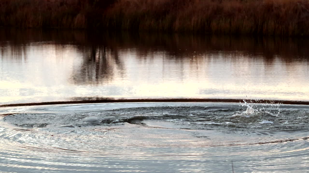 Intimidating territorial display of hippo slapping gaping mouth at river surface