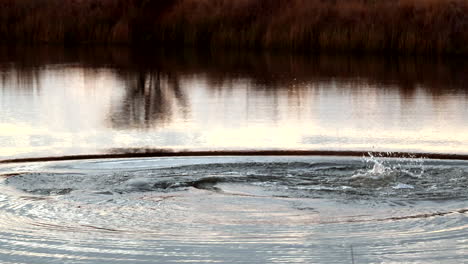 intimidating territorial display of hippo slapping gaping mouth at river surface