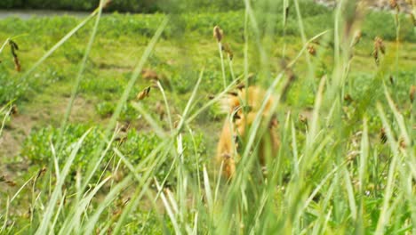 dogs play around in a field