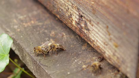 few bees hanging out at the entrance of a wooden beehive while some other bees fly by quickly, still shot close-up during daytime