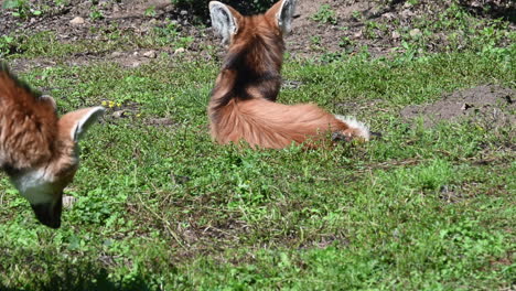 a fox with both ears dressed, red fur, field of grass, zoological park