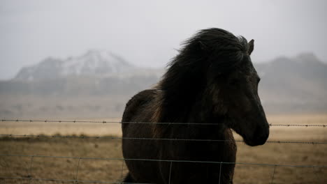 icelandic horse by a mountainous field
