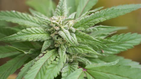cannabis bud from the top close-up