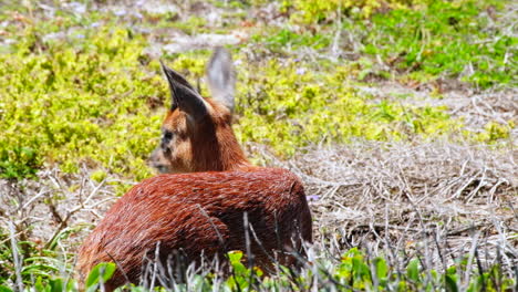 cape grysbok licking its coat among coastal vegetation, agulhas national park