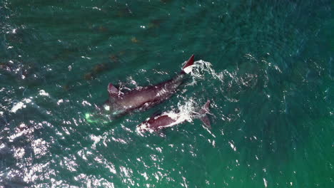 ballenas jorobadas con terneros nadando en el mar azul profundo cerca de oudekraal en ciudad del cabo, sudáfrica