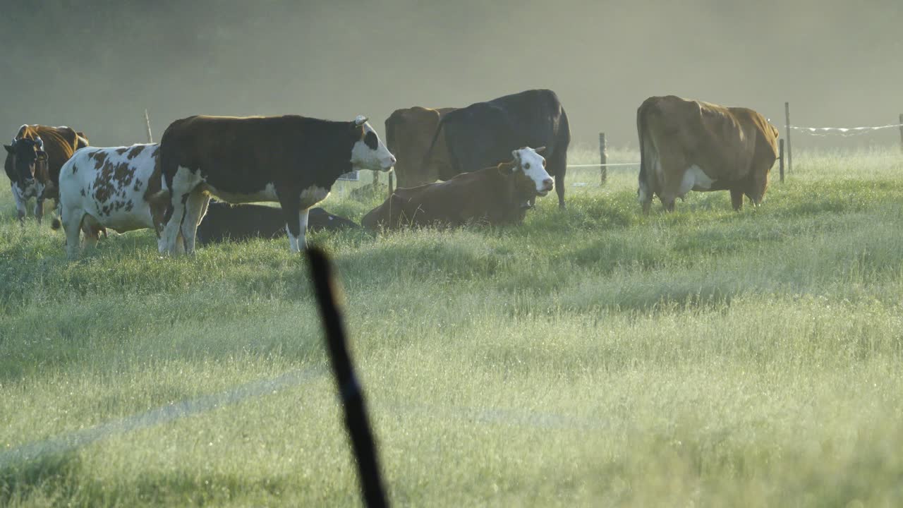 랙은 초원 위의 아침 안개에서  ⁇ 는 소의 무리에 대한 울타리에서 초점을 맞추고 있습니다.