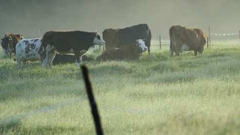 rack focus from a fence on a herd of grazing cows in the morning mist over a meadow